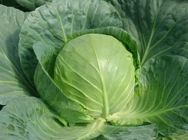 包菜冷庫(kù)